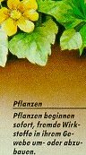 Pflanzen; oeco6.jpg 